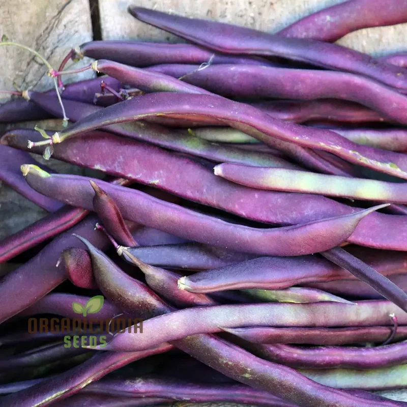 Climbing Bean - Heirloom Mix Seeds For Planting, High-Yield Heritage Beans for Your Garden