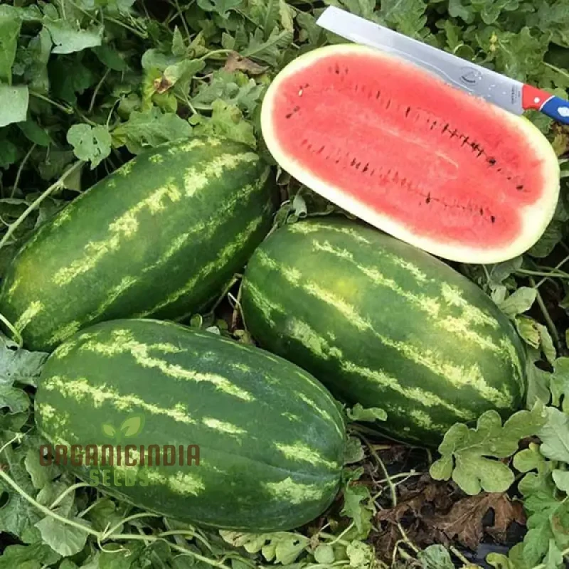 Watermelon - Wildcat F1 Seeds for Planting and Gardening - Premium Quality Seeds for Home and Garden Cultivation