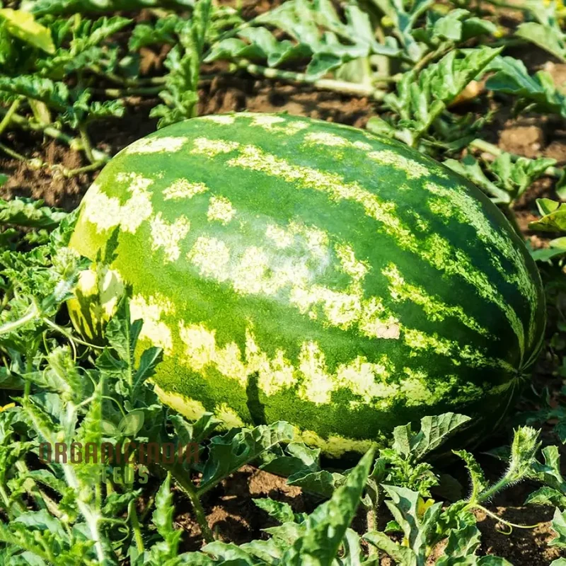 Watermelon - Wildcat F1 Seeds for Planting and Gardening - Premium Quality Seeds for Home and Garden Cultivation