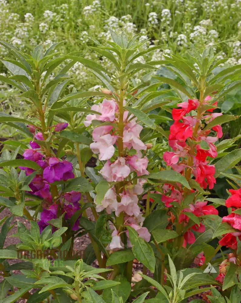 Balsam - Impatiens Balsamina Tom Thumb Mixed Seeds for Gardening | Buy High-Quality Flower Seeds Online for Beautiful Gardens