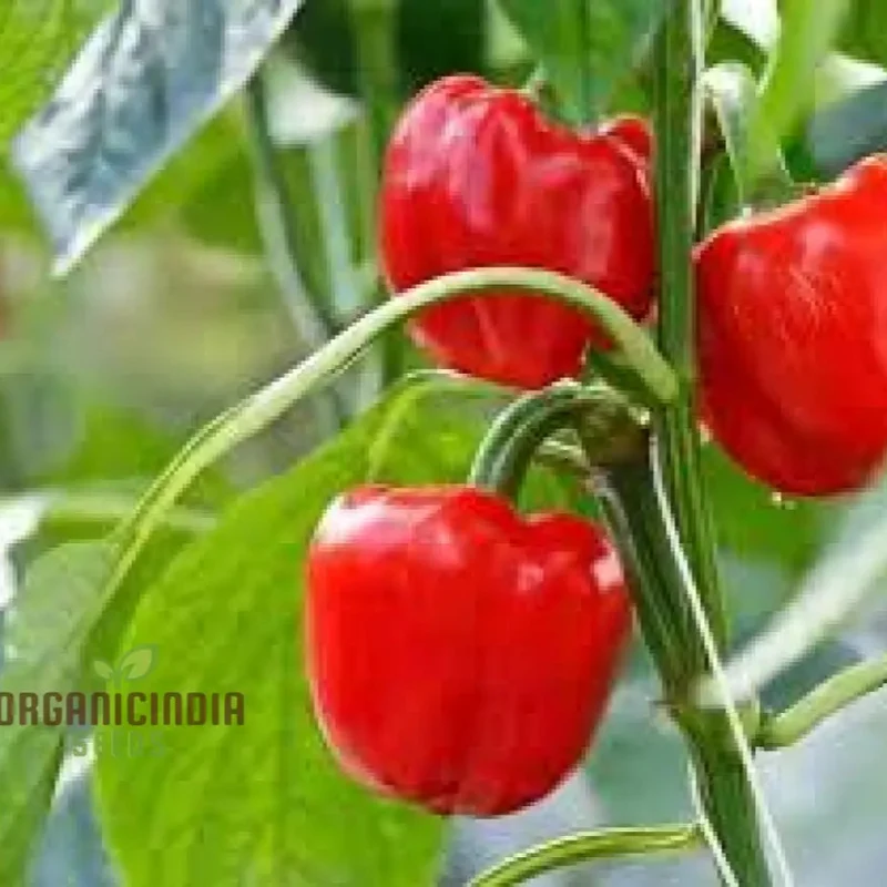 Sweet Pepper Seeds - Pimento | Premium Quality Seeds for Gardening