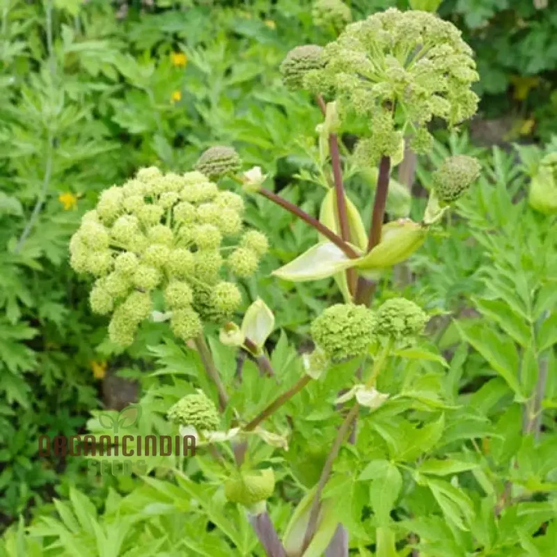 Angelica Holy Ghost Seeds for Planting – Premium Quality, Lush Garden Growth