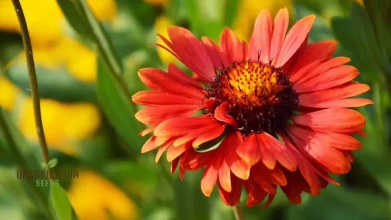 Red Head Wildflower Mix Seeds For Planting for a Stunning Garden Display