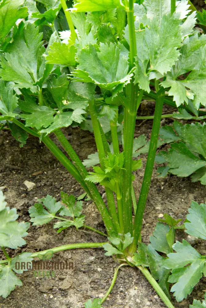 Herb Celery Seeds for Gardening | Premium Quality Celery Seeds for Planting