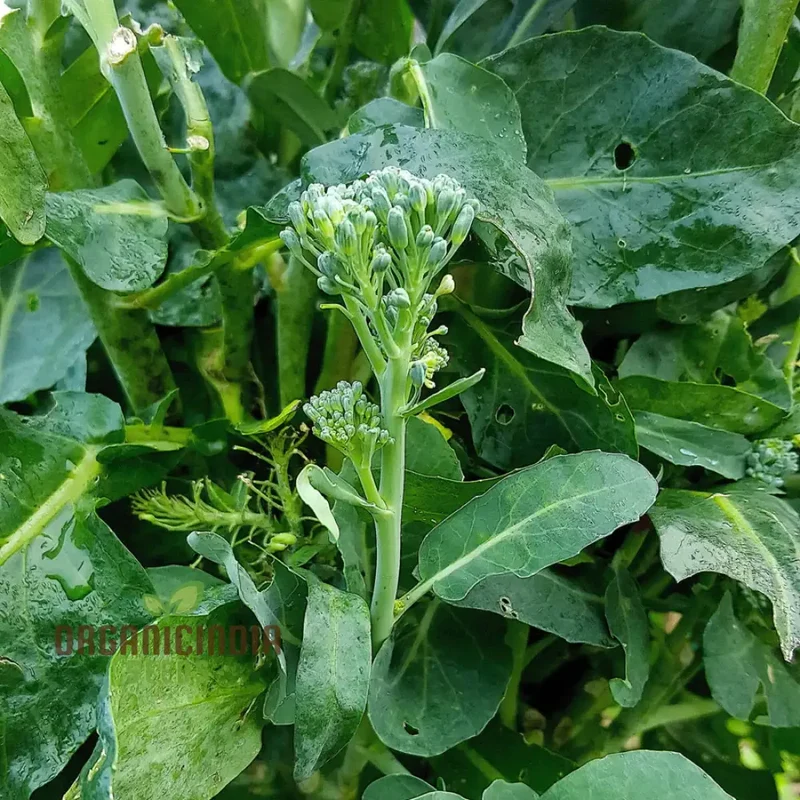 Broccoli-Raab Seeds - Spring Rapini for Gardening Enthusiasts