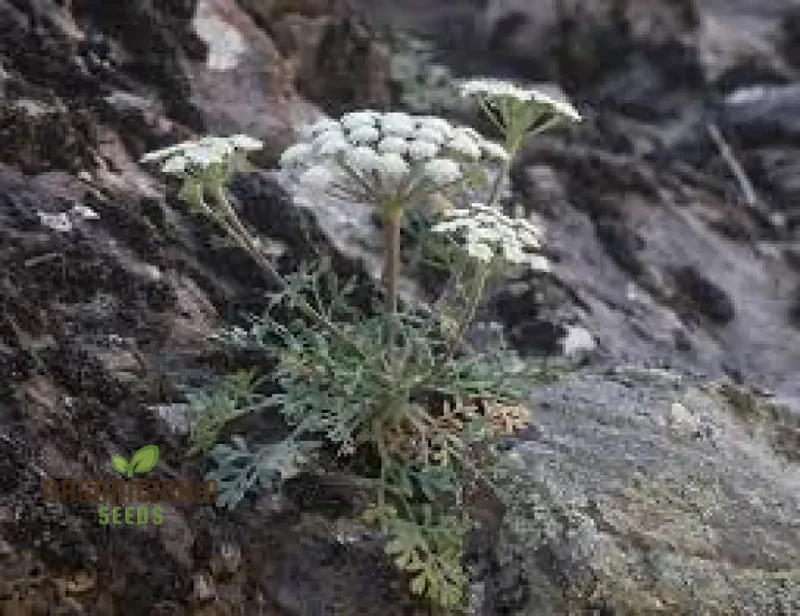 Seseli Petraeum Seeds - Premium Quality for Gardening Enthusiasts