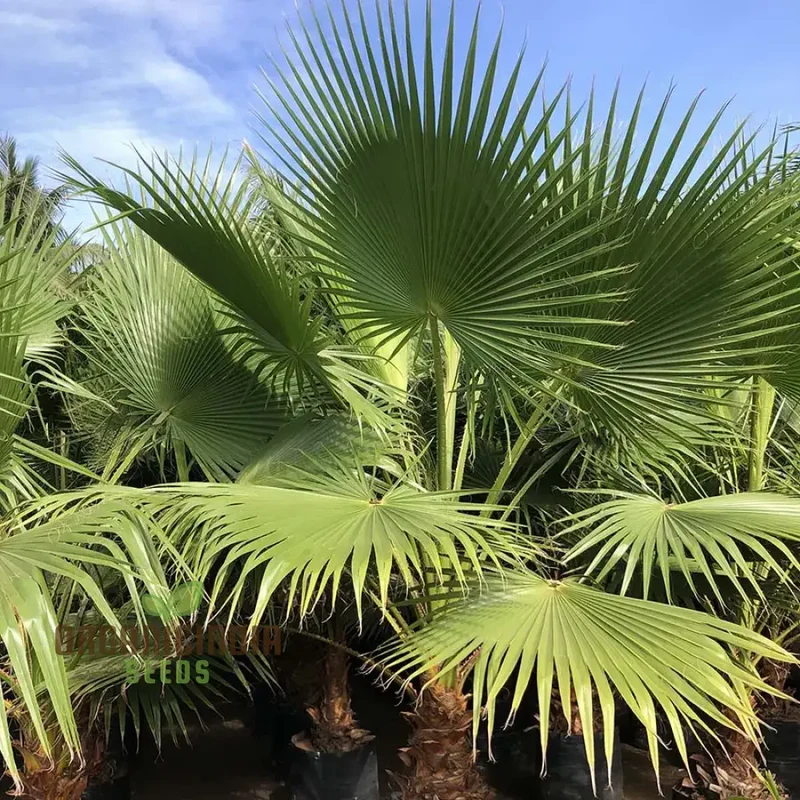 Washingtonia Filifera Seeds for Planting - High-Quality Palm Tree Seeds