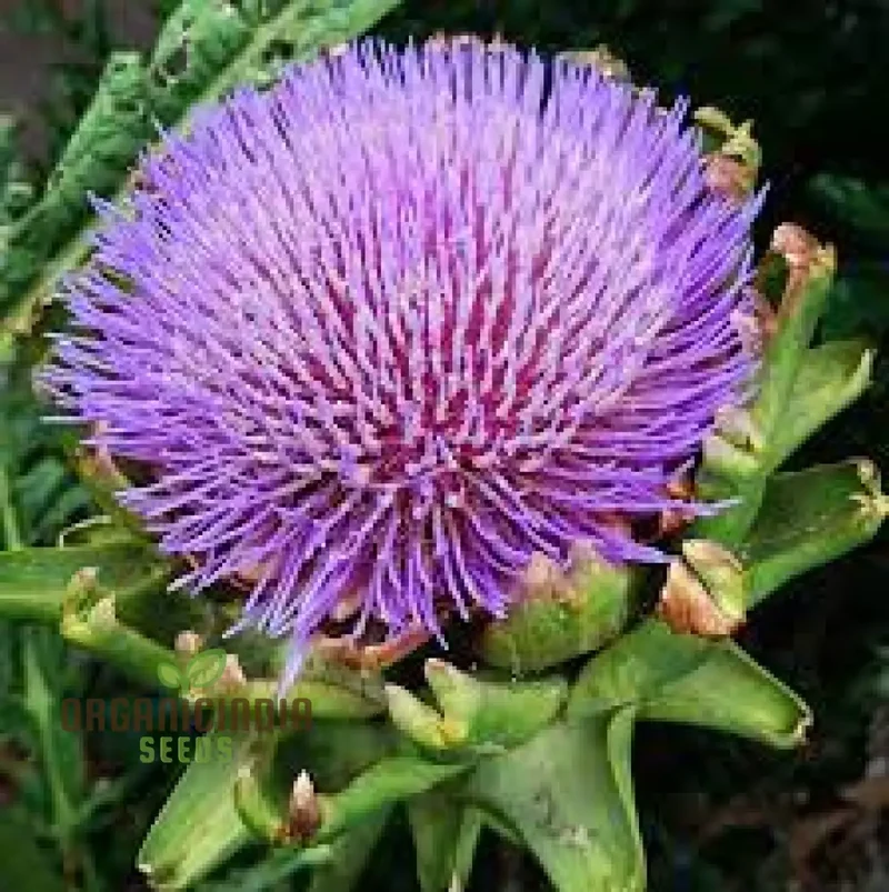 NM Herb Artichoke Green Globe Seeds for Planting and Gardening