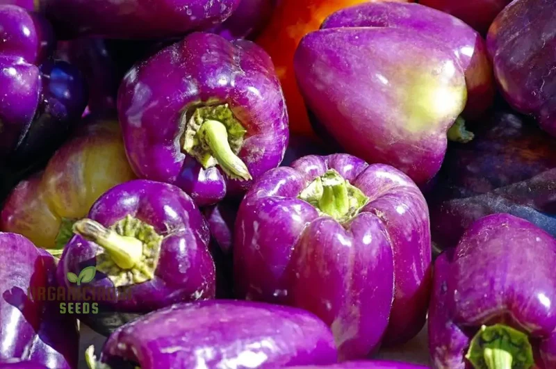 Capsicum Purple Vegetable Seeds For Planting, Grow Vibrant Purple Bell Peppers