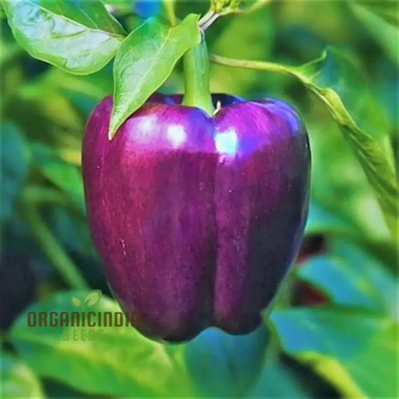 Capsicum Purple Vegetable Seeds For Planting, Grow Vibrant Purple Bell Peppers