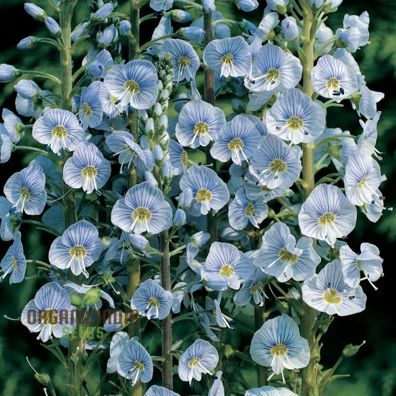 Veronica Gentianoides Flower Seeds for Planting, Hardy Perennial, Elegant Spikes of Sky-Blue Blooms for Your Garden