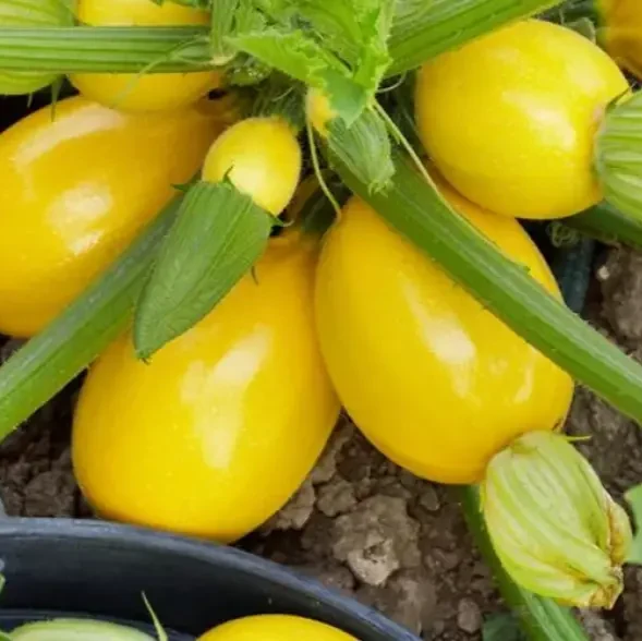 Squash Globe Round Yellow Vegetable Seeds For Planting ,Grow Delicious Round Yellow Squash