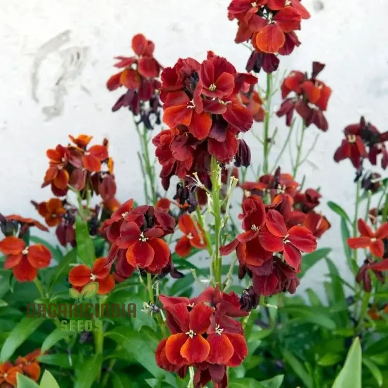 Wallflower 'Vulcan' Seeds for Planting - Ideal for Vibrant, Long-Lasting Blooms in Your Garden