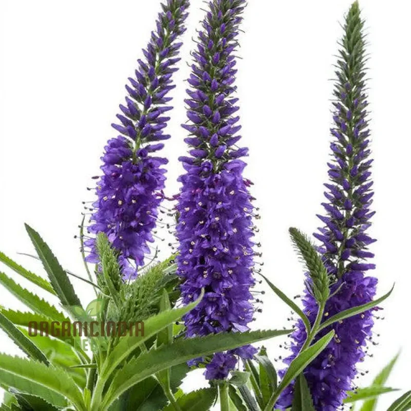 Verbena x Hybrida Blue Flower Seeds, Premium Easy-to-Grow Annual Blooms for Stunning Garden
