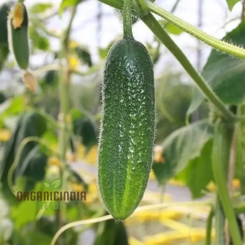 Cucumber Gherkin National Seeds for Planting, Premium Quality Vegetable Seeds for Home Gardeners