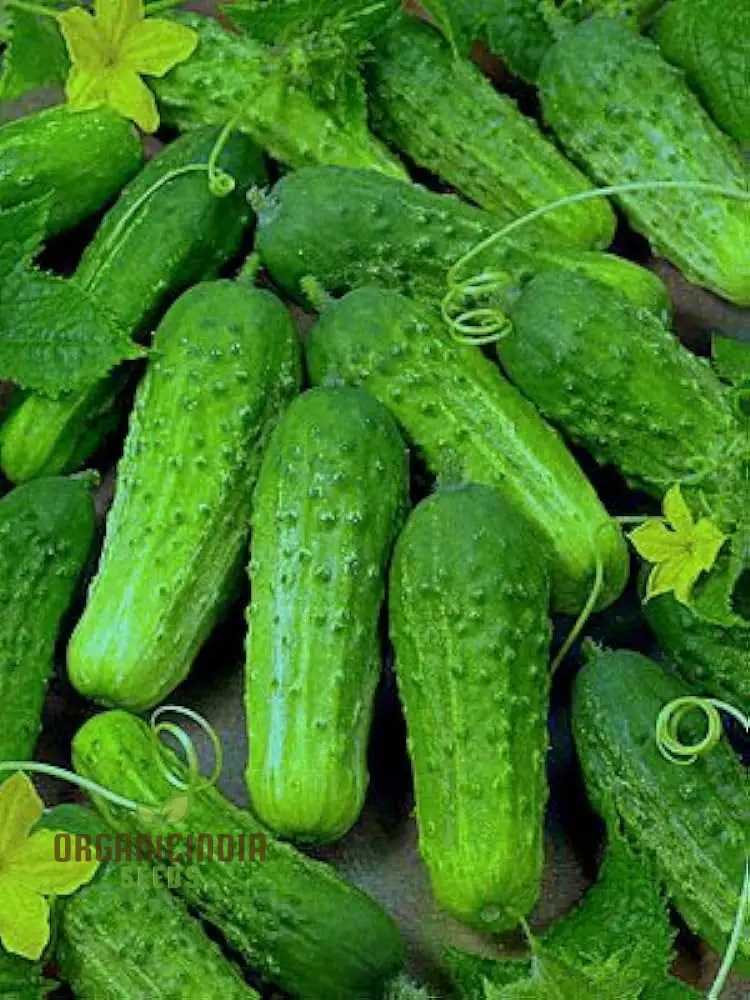 Cucumber Gherkin National Seeds for Planting, Premium Quality Vegetable Seeds for Home Gardeners
