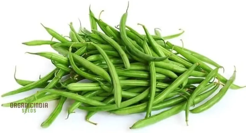 Blue Lake Seeds - Premium Quality for Planting Success in Your Garden