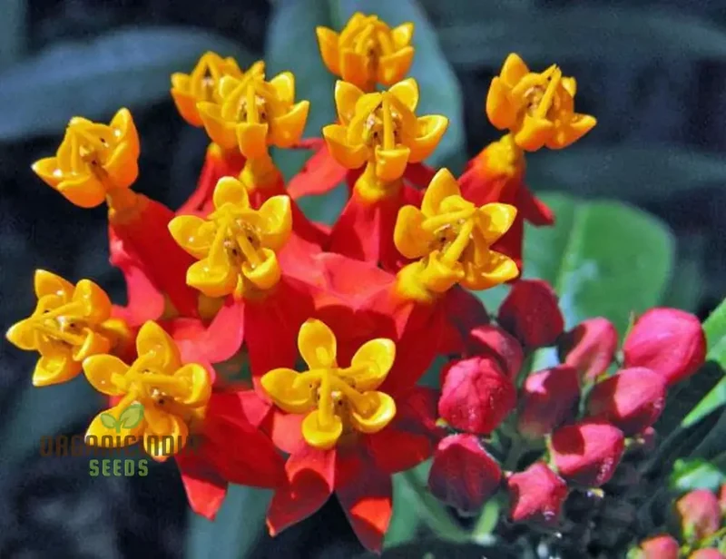 Asclepias Seeds (Milkweed Flower Seeds) - Monarch Butterfly Friendly Blooms