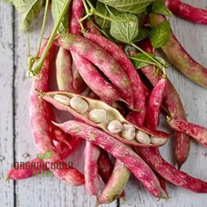 Tongue of Fire Red Bean Seeds for Planting-Premium Planting Seeds for Your Garden
