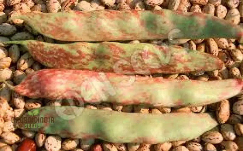 Tongue of Fire Red Bean Seeds for Planting-Premium Planting Seeds for Your Garden