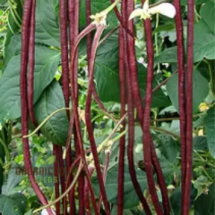 Red Noodle Snake Bean Seeds For Planting and Grow Vibrant Climbing Beans