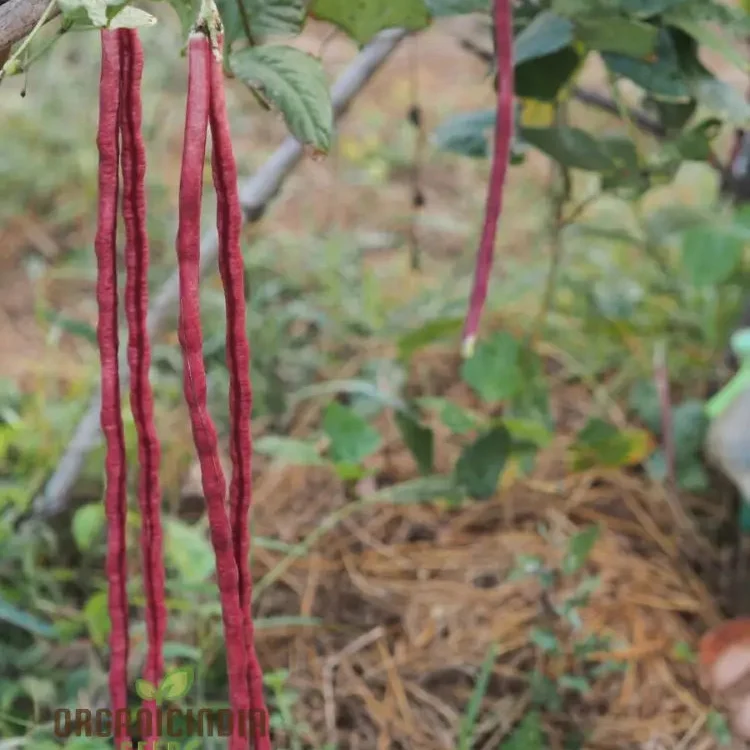 Red Noodle Snake Bean Seeds For Planting and Grow Vibrant Climbing Beans
