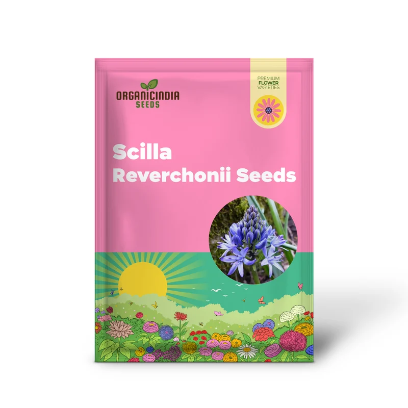 Scilla Reverchonii Seeds - Rare Bluebell Flower Bulbs for Gardening Enthusiasts | Premium Quality Planting Bulbs for Spring Blooms