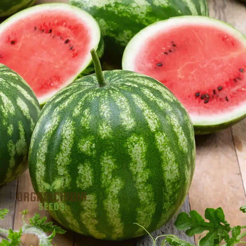 Watermelon Heirloom Mix Seeds Premium Quality Seeds for Planting And Gardening Organic Heirloom Variety