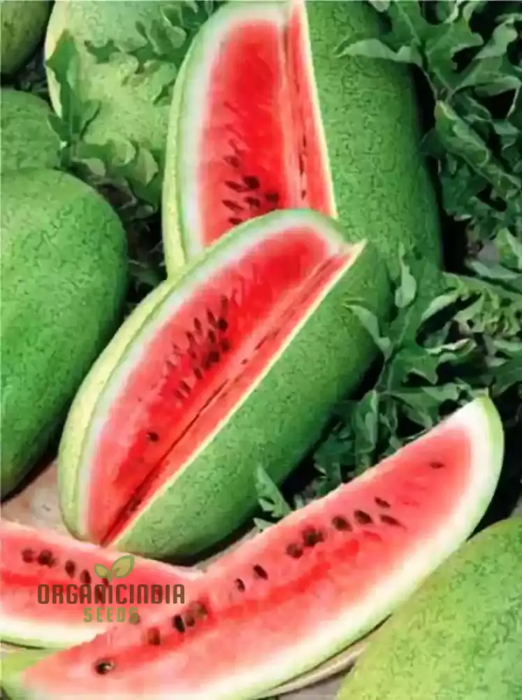 Charleston Grey Seeds for Bountiful Harvest | Perfect for Home Gardening Enthusiasts | Premium Quality Seeds for a Sweet and Juicy Watermelon Crop
