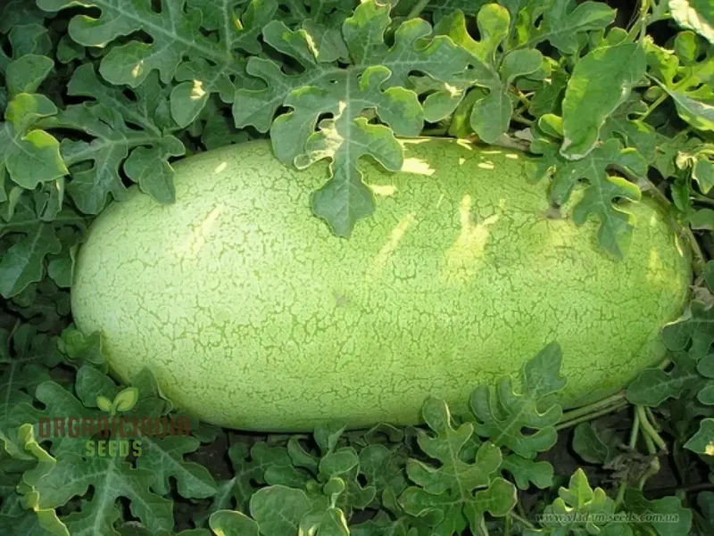 Charleston Grey Seeds for Bountiful Harvest | Perfect for Home Gardening Enthusiasts | Premium Quality Seeds for a Sweet and Juicy Watermelon Crop