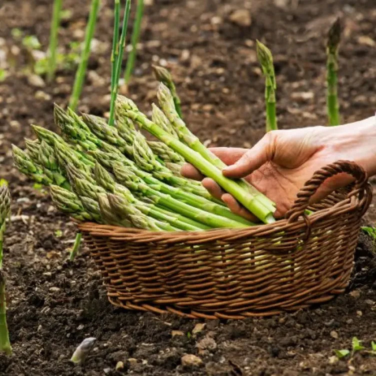 Asparagus Connover's Colossal Seeds For Planting, Grow Giant and Delicious Asparagus