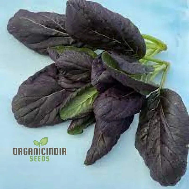 Tatsoi - Red Seeds for Exceptional Gardening - High-Quality, Non-GMO, Easy to Grow, Perfect for Home Gardens and Vegetable Patches