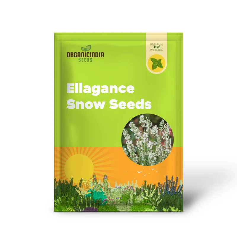 Lavender Ellagance Snow Seeds – Premium White Lavender, Fragrant & Compact Variety