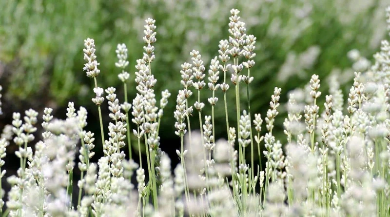 Lavender Ellagance Snow Seeds – Premium White Lavender, Fragrant & Compact Variety