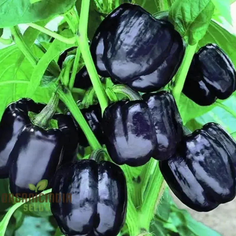 Merlot F1 Sweet Pepper Seeds - Vibrant Flowers, Ideal for Planting in Gardens and Pots