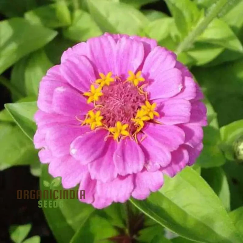 Purple Rain Mix Flower Seeds For Planting, Elegant Purple and White Blooms