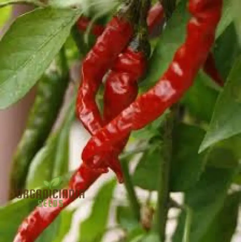 Hot Pepper Seeds - Cayenne Long Red Thin for Vibrant Flowers, Ideal for Planting