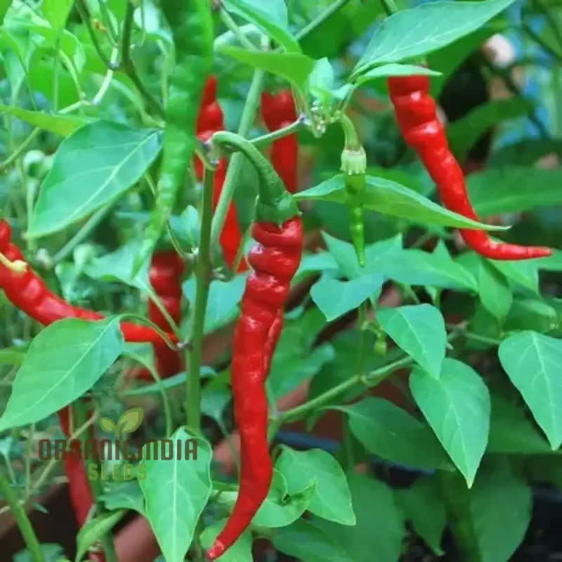 Hot Pepper Seeds - Cayenne Long Red Thin for Vibrant Flowers, Ideal for Planting