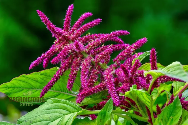 Amaranthus Seeds - Pygmy Torch for Stunning Garden Planting