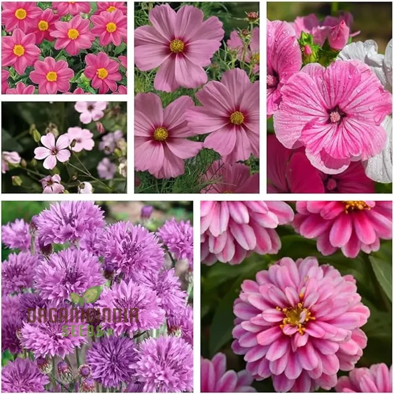 Pink Perfection Flower Seeds For Planting, Elegant Pink Blooms for Your Garden