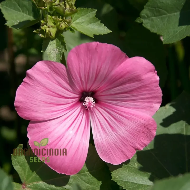 Pink Perfection Flower Seeds For Planting, Elegant Pink Blooms for Your Garden
