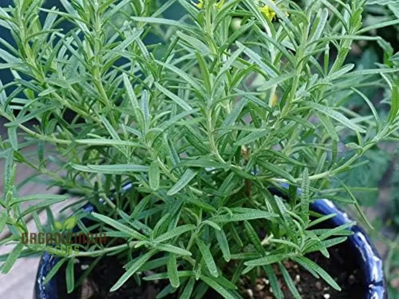 Summer Savory Seeds – Premium Culinary Herb, Organic Non-GMO, Easy to Grow