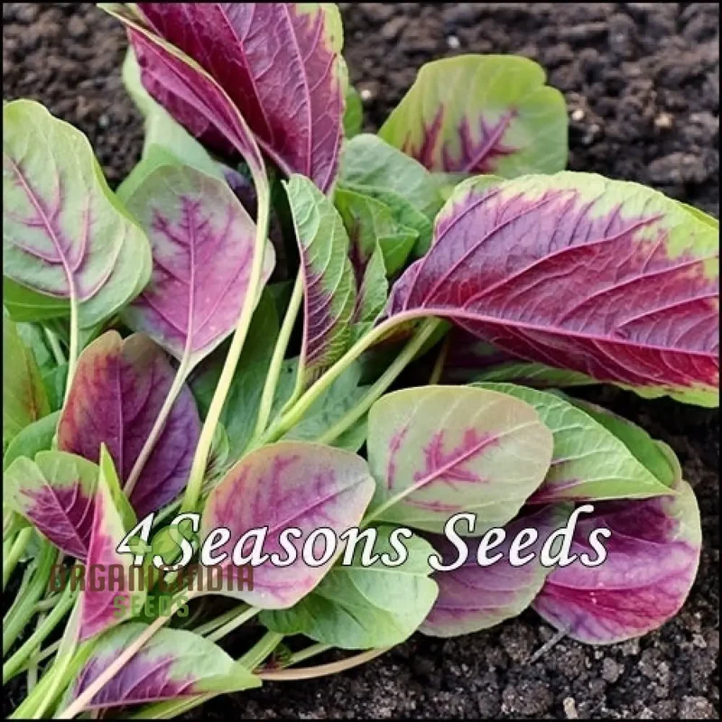 Amaranth Greens - Bicolour Seeds for Planting and Gardening | Premium Quality Seeds