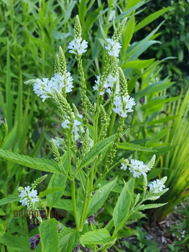 Verbena Hastata Alba Flower Seeds, Premium, Hardy White Blooms - Perfect for Pollinators & Garden Beauty