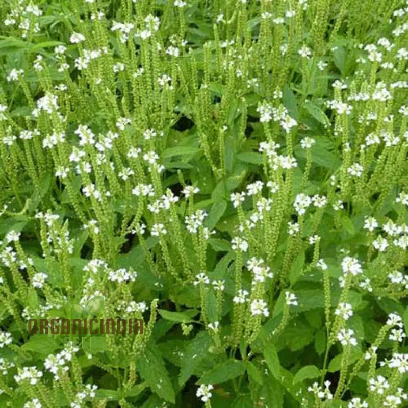 Verbena Hastata Alba Flower Seeds, Premium, Hardy White Blooms - Perfect for Pollinators & Garden Beauty