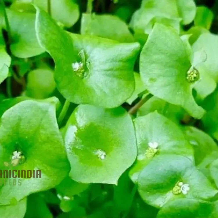 Miner's Lettuce Vegetable Seeds For Planting, Grow Nutritious Greens for Your Garden