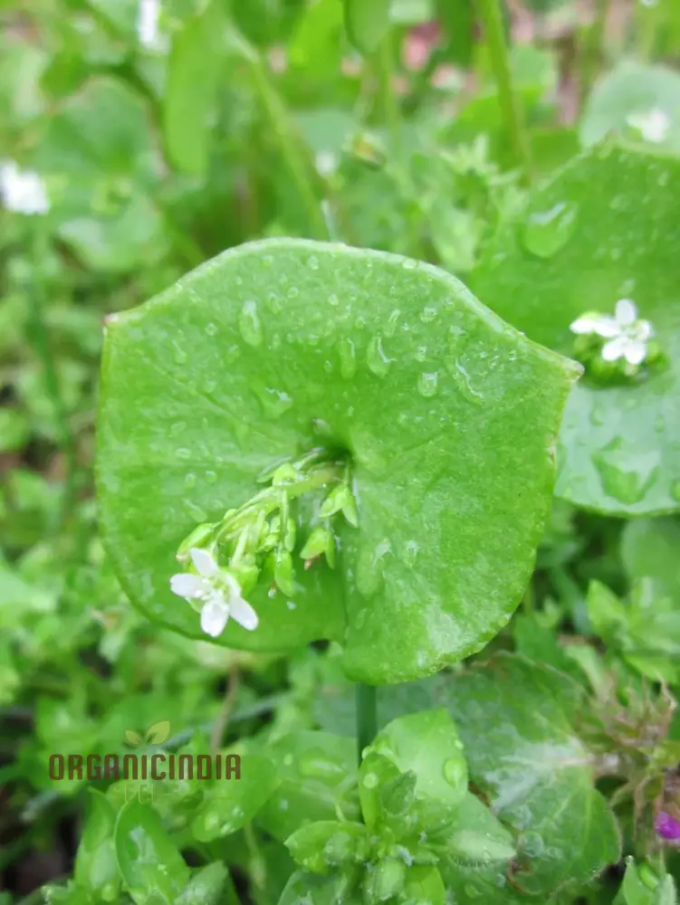 Miner's Lettuce Vegetable Seeds For Planting, Grow Nutritious Greens for Your Garden