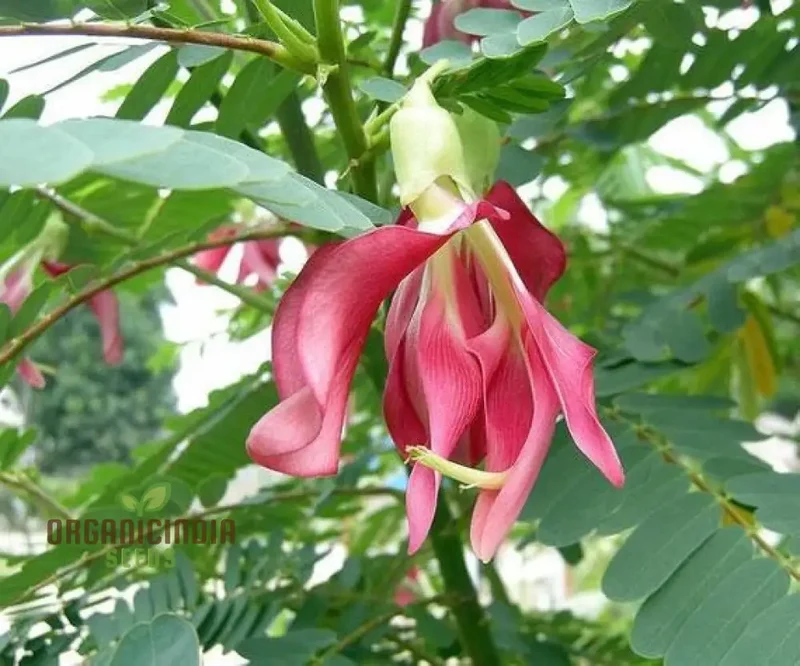 Sesbania Grandiflora Pink Seeds - Rare Exotic Flowering Tree Seeds for Garden Planting | Premium Quality Gardening Seeds