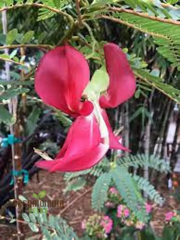 Sesbania Grandiflora Pink Seeds - Rare Exotic Flowering Tree Seeds for Garden Planting | Premium Quality Gardening Seeds