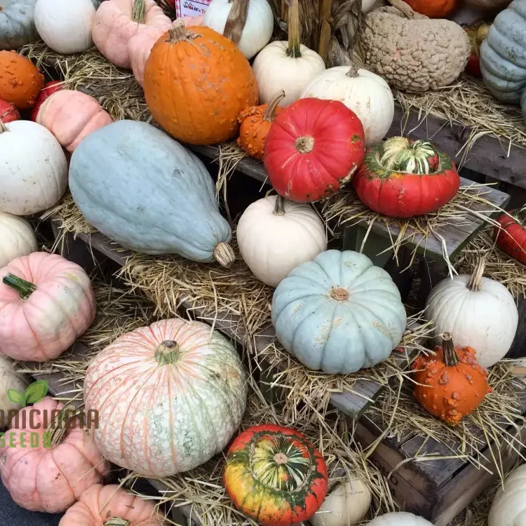 Heirloom Pumpkin Mix Seeds, Premium Vegetable Seeds for Unique, Flavorful Pumpkins, Perfect for Home Gardens